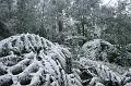 Snow on tree ferns, Sassafras IMG_7652